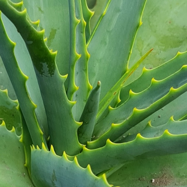 Aloe Plant