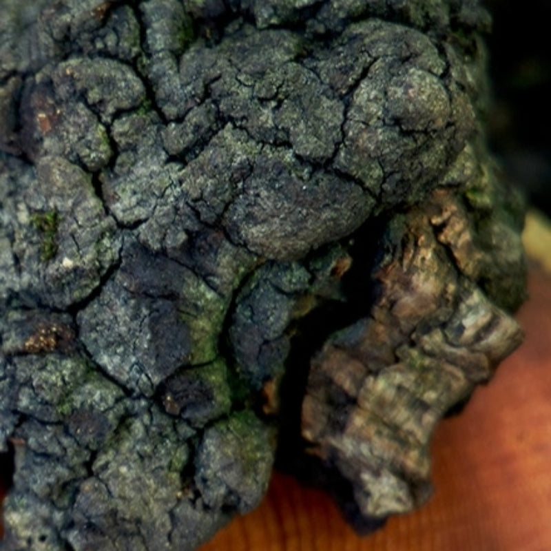 Chaga Mushroom