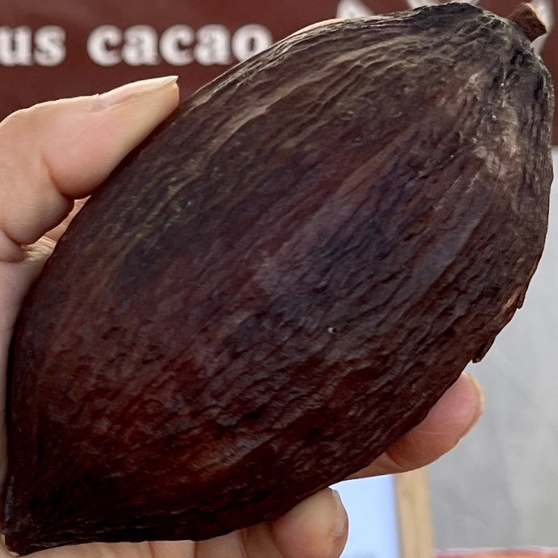 Cocoa