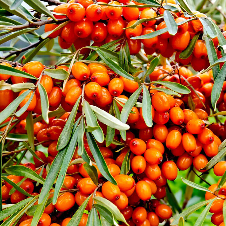 Seabuckthorn Berries and why we use them at Essance!