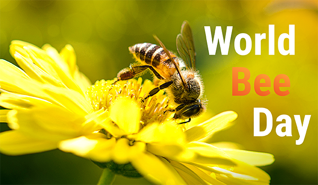 🌍 Why Bees Matter More Than Ever (And Why Beeswax Belongs in Skincare)