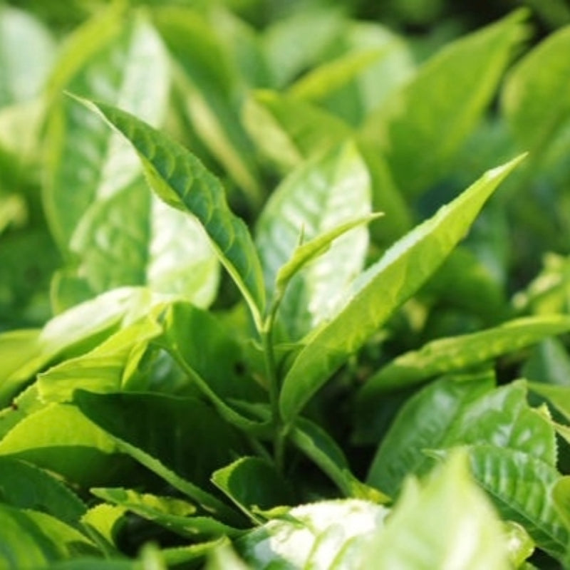 Green Tea - Matcha